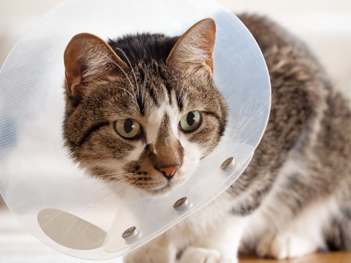 Streusan: Katze mit Schutzkragen