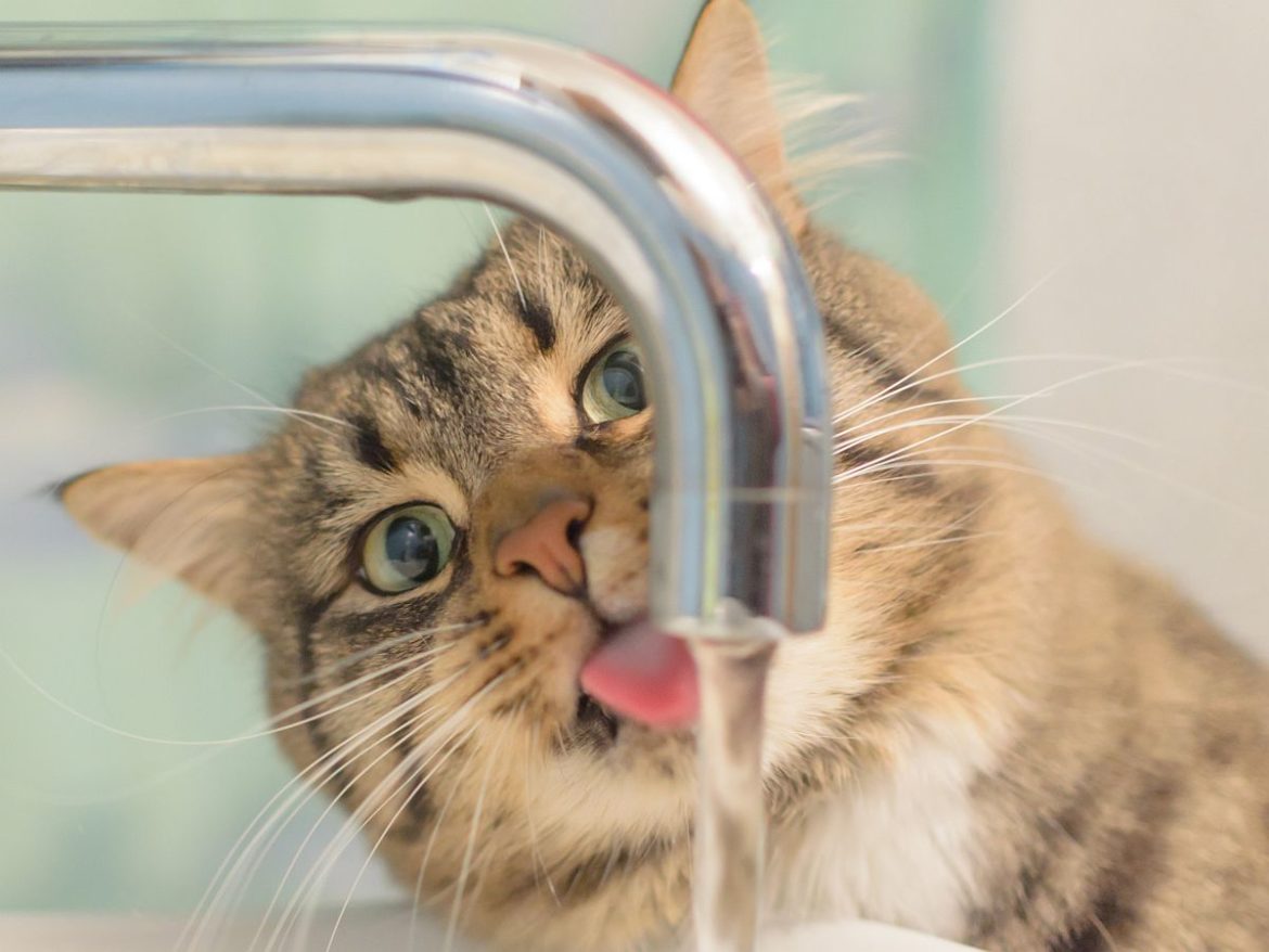 AdobeStock_Moroshka Miamor Trinkfein: Katze an Wasserhahn