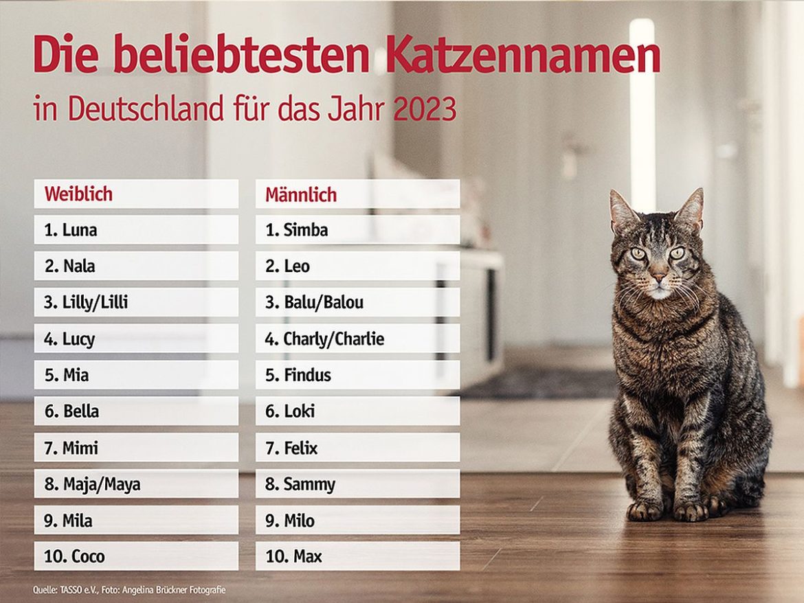 Beliebte Katzennamen 2023