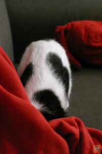Katze verschwindet unter Decke