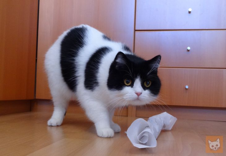 Katze mit Seidenpapier