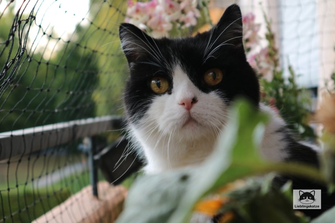 Weltkatzentag 2022: Katze auf Balkon