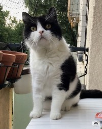 Katze auf dem Balkon