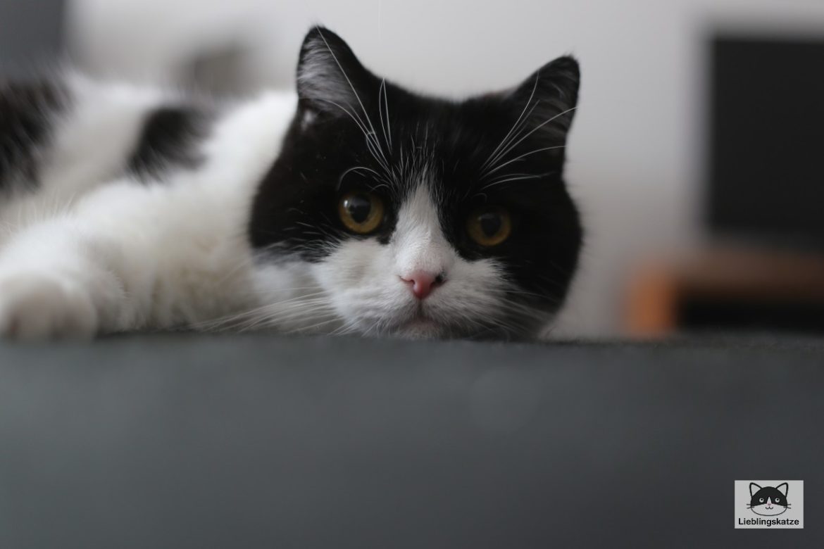 Elvis_Blogpause_neu liegende Katze