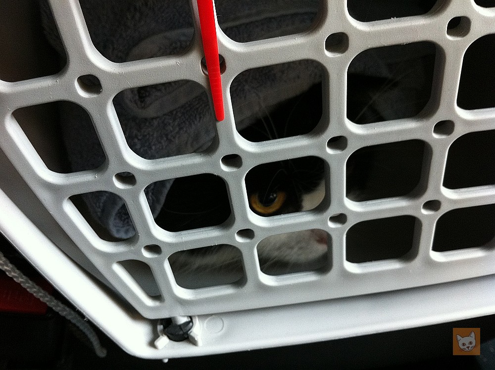 Katze in Transportbox