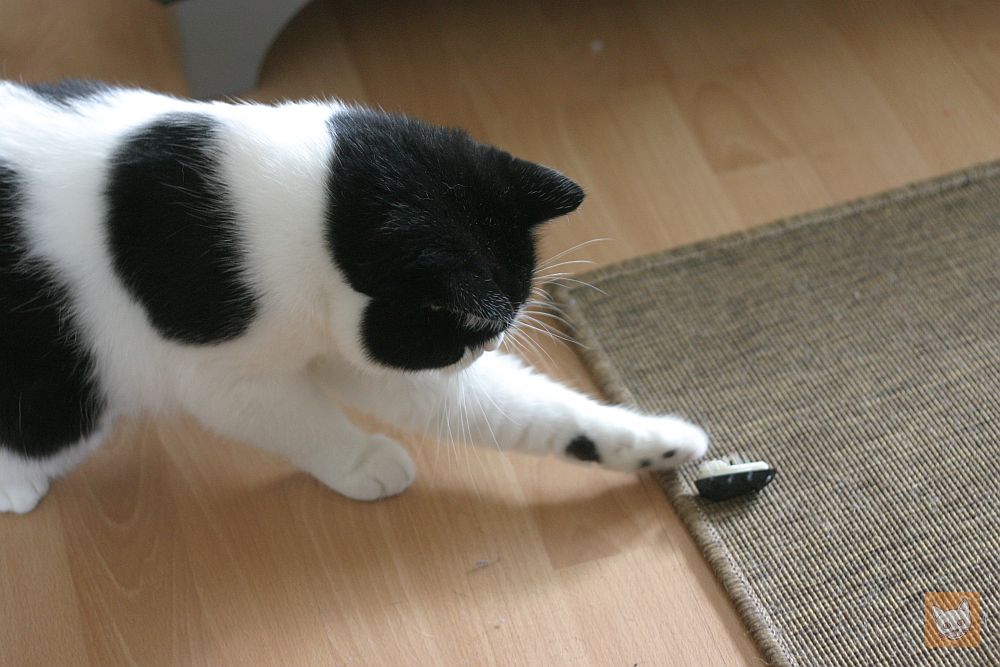 Katzenspiele: Katze spielt mit Bug