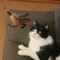 Katze spielt mit Federwedel