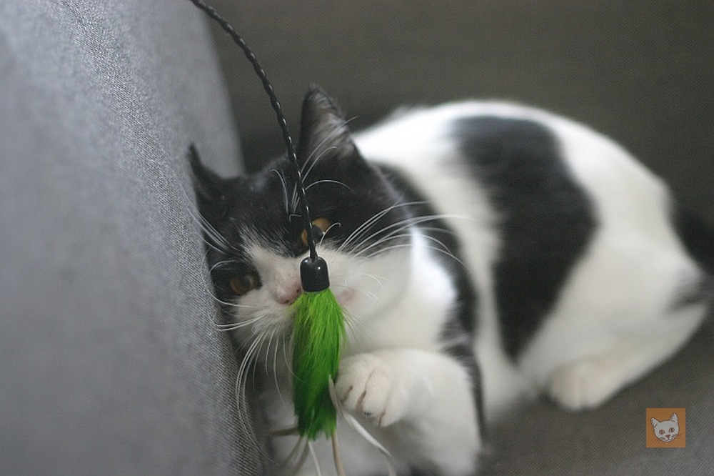 Katze spielt mit Federwedel