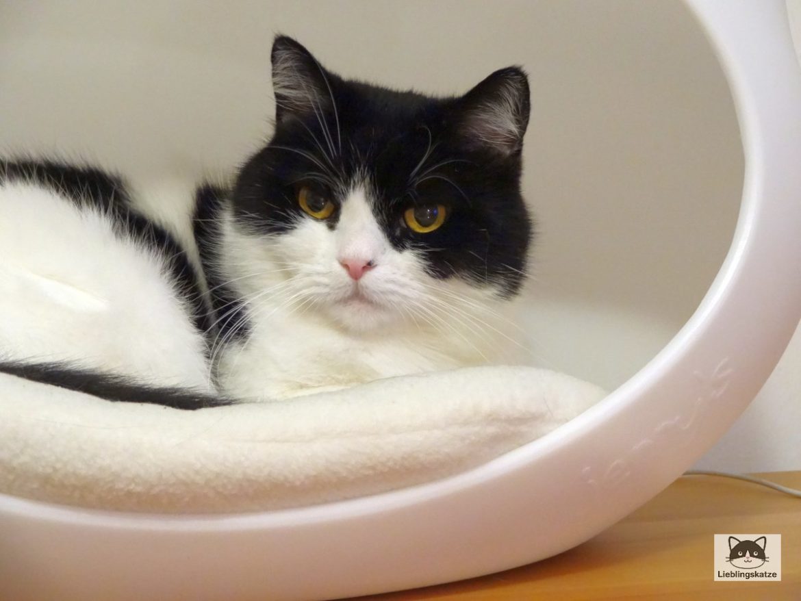 Elvis_Höhle_zurückBlick Katze in Katzenhöhle