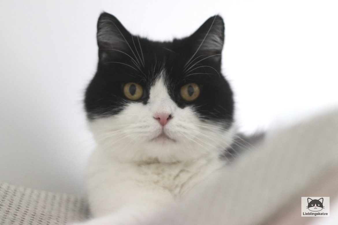 Katze schwarz-weiß