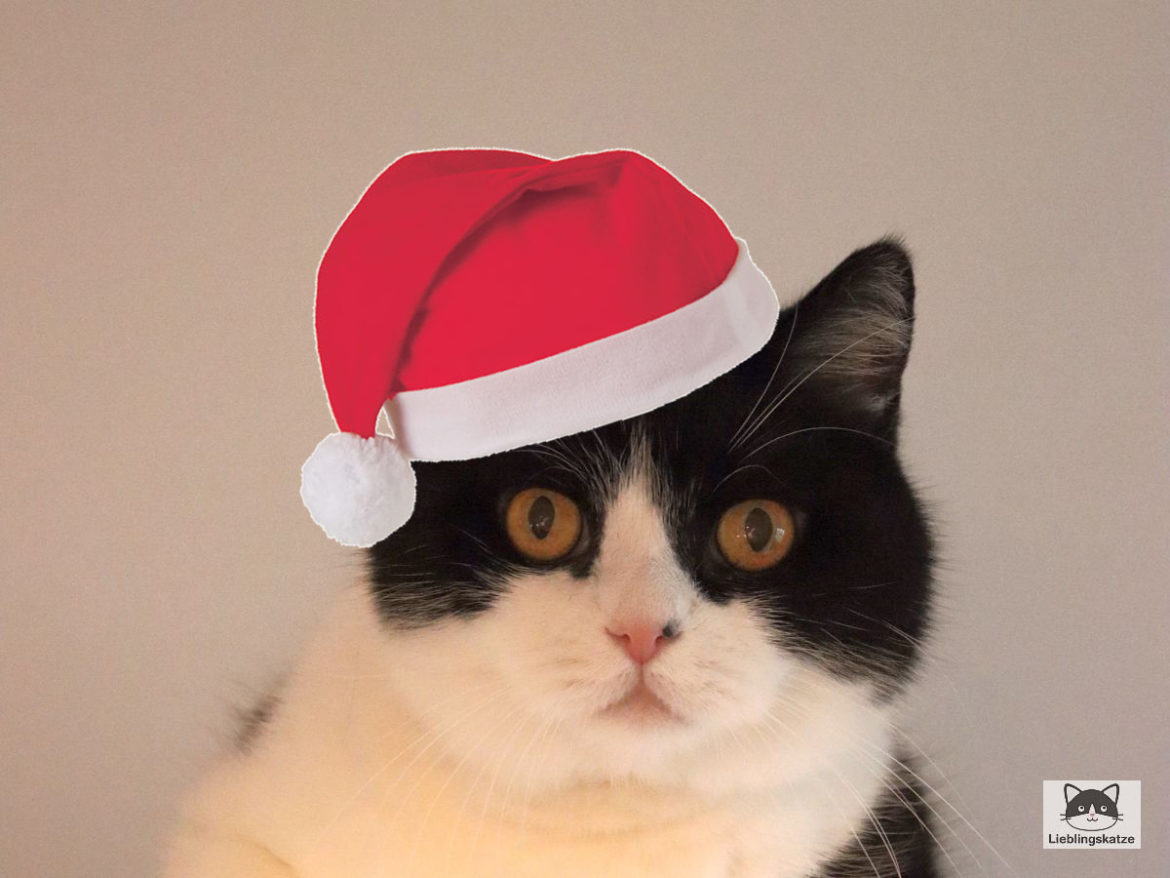 Frohe Weihnachen: Katze mit Nikolausmütze