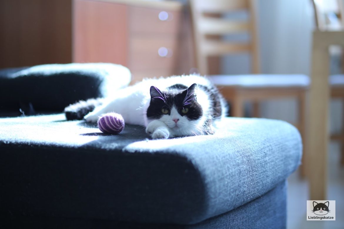 Weltkatzentag 2021: Katze chillt auf Sofa