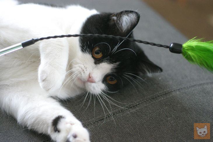 Katze mit Federwedel