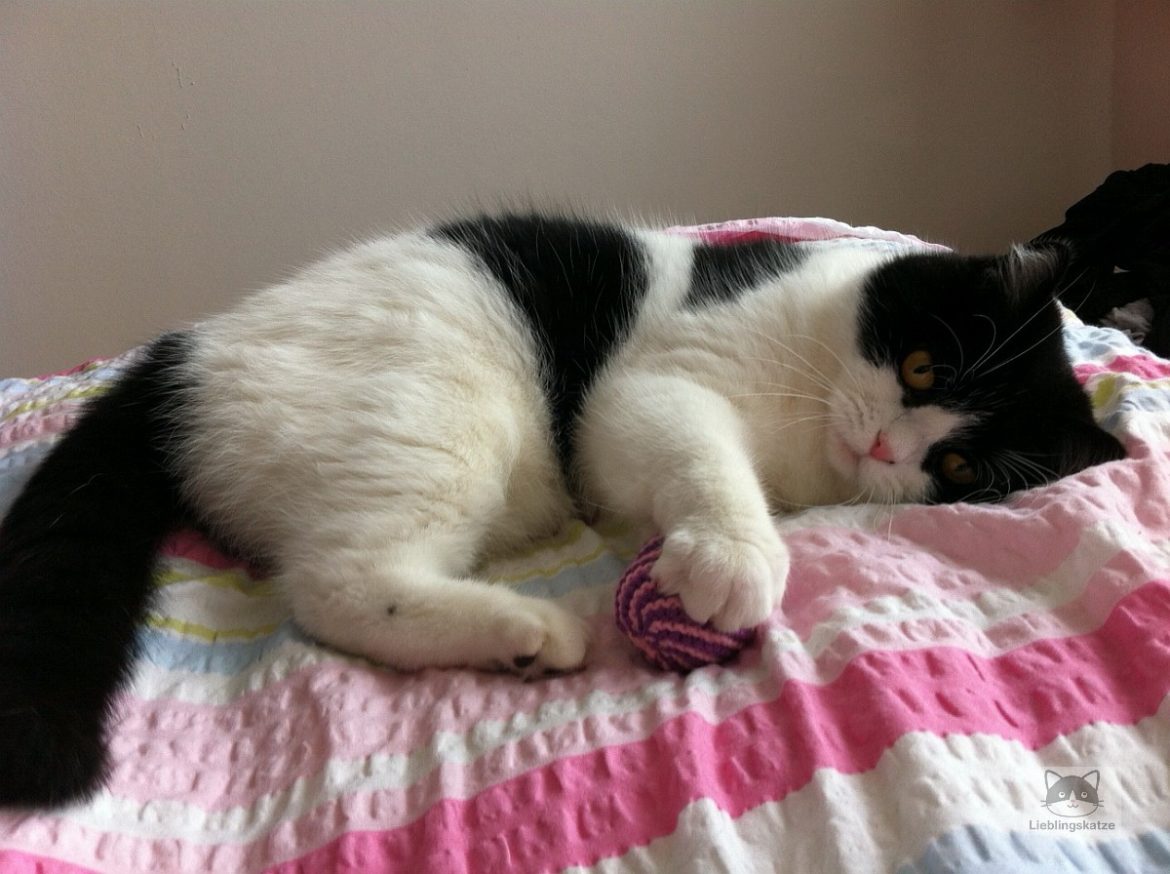 Katze mit Strickball