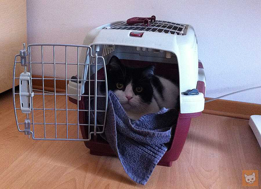 Katze in Transportbox