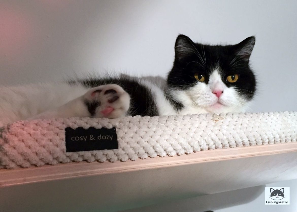 Katzensprache: Katze auf Wandliege