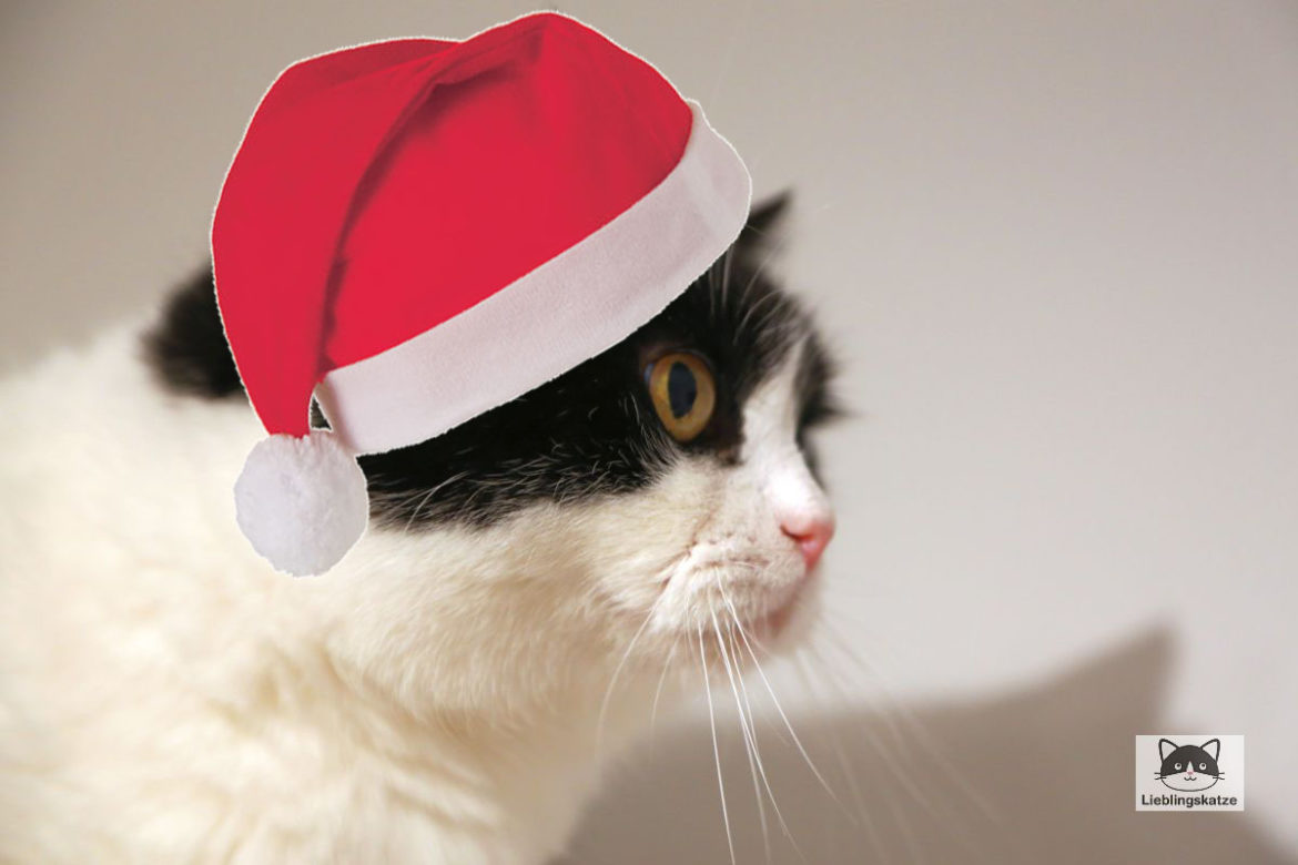 Elvis_Weihnachten_2021 Katze mit Nikolausmütze