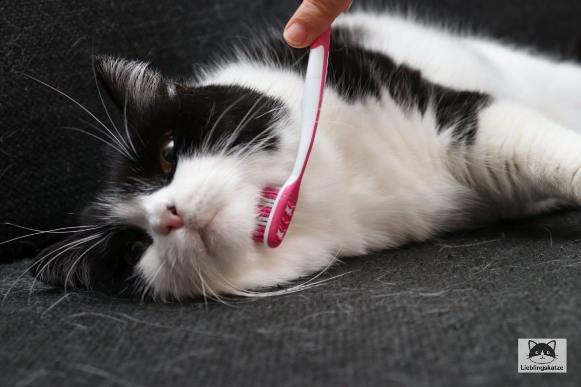 #cattoothbrush