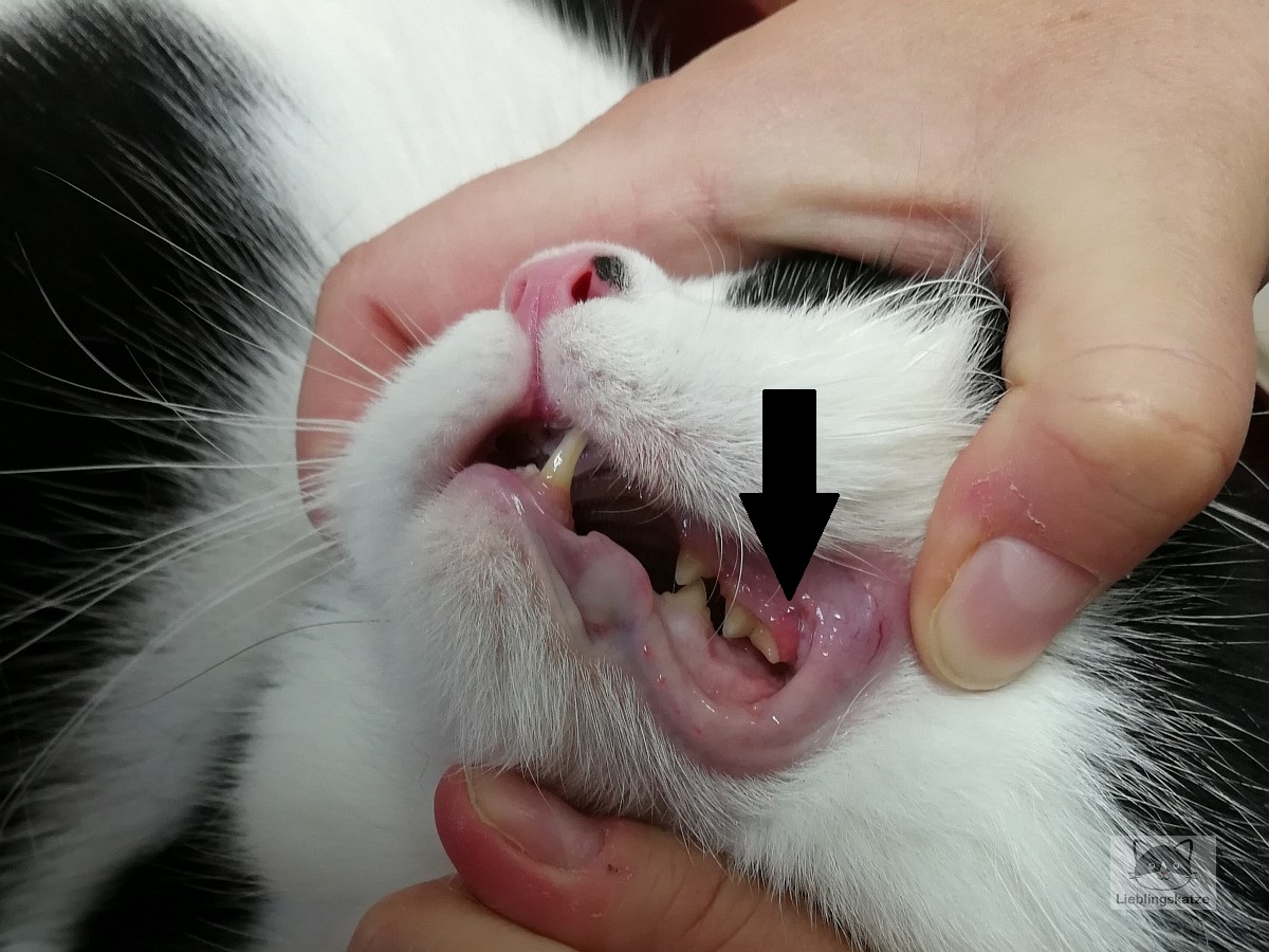 Gingivitis Katze