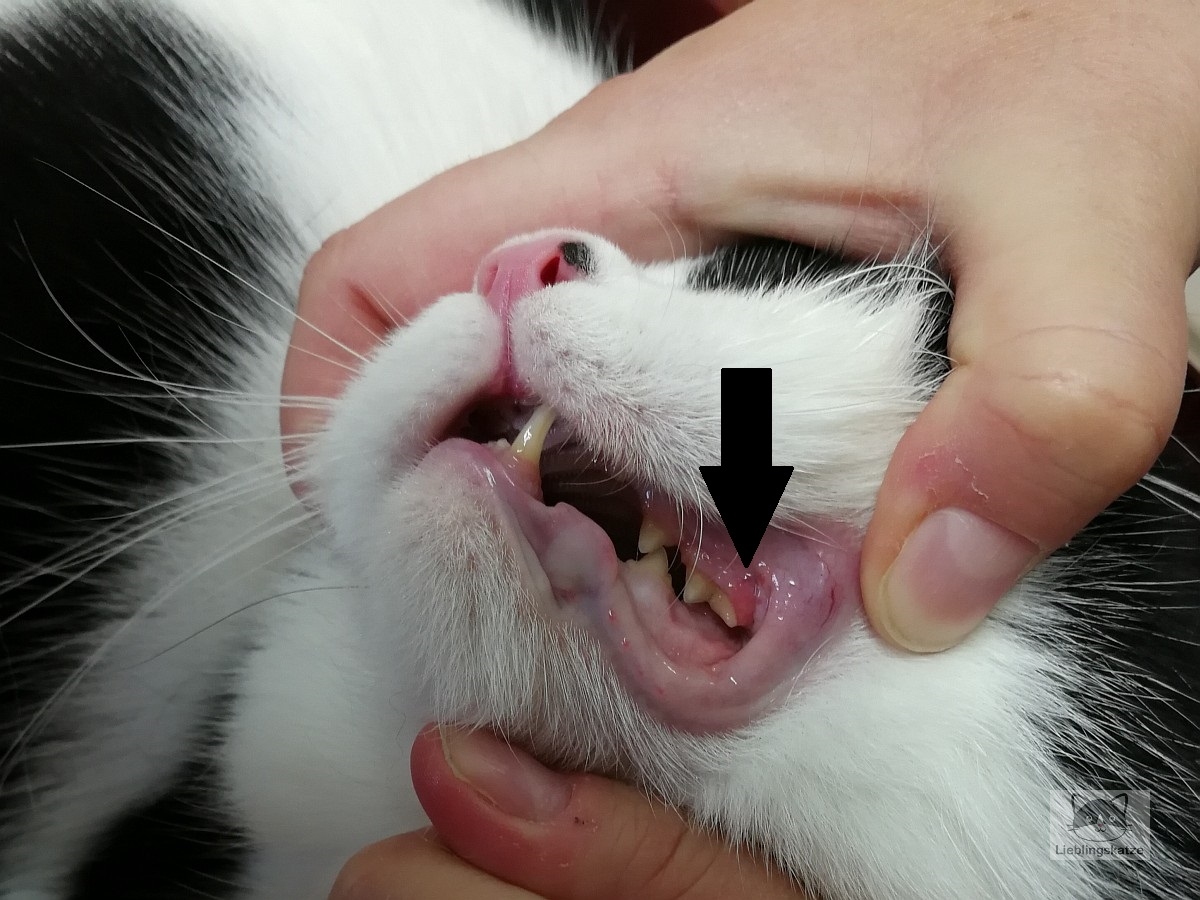 Katze mit Zahnfleischentzündung