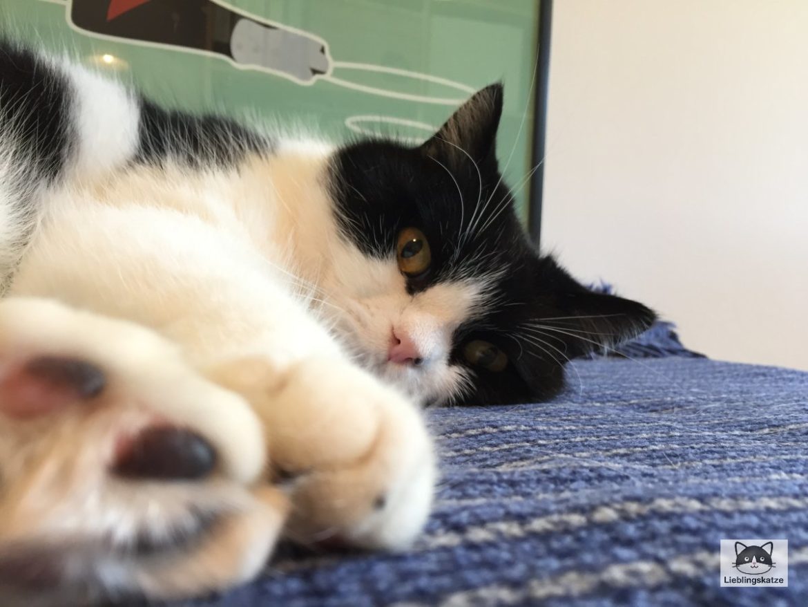 Katzensenioren: Kater auf blauer Decke