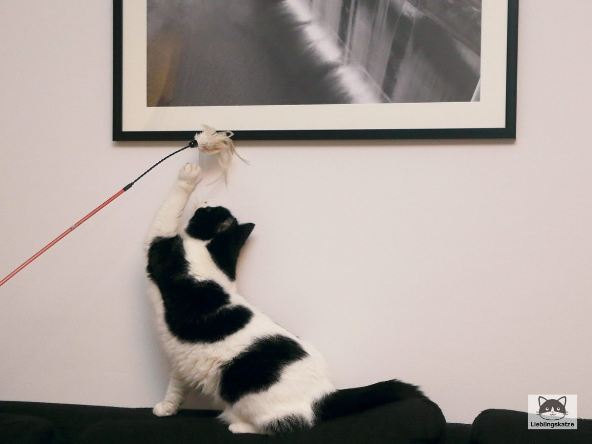 Katze mit Federwedel