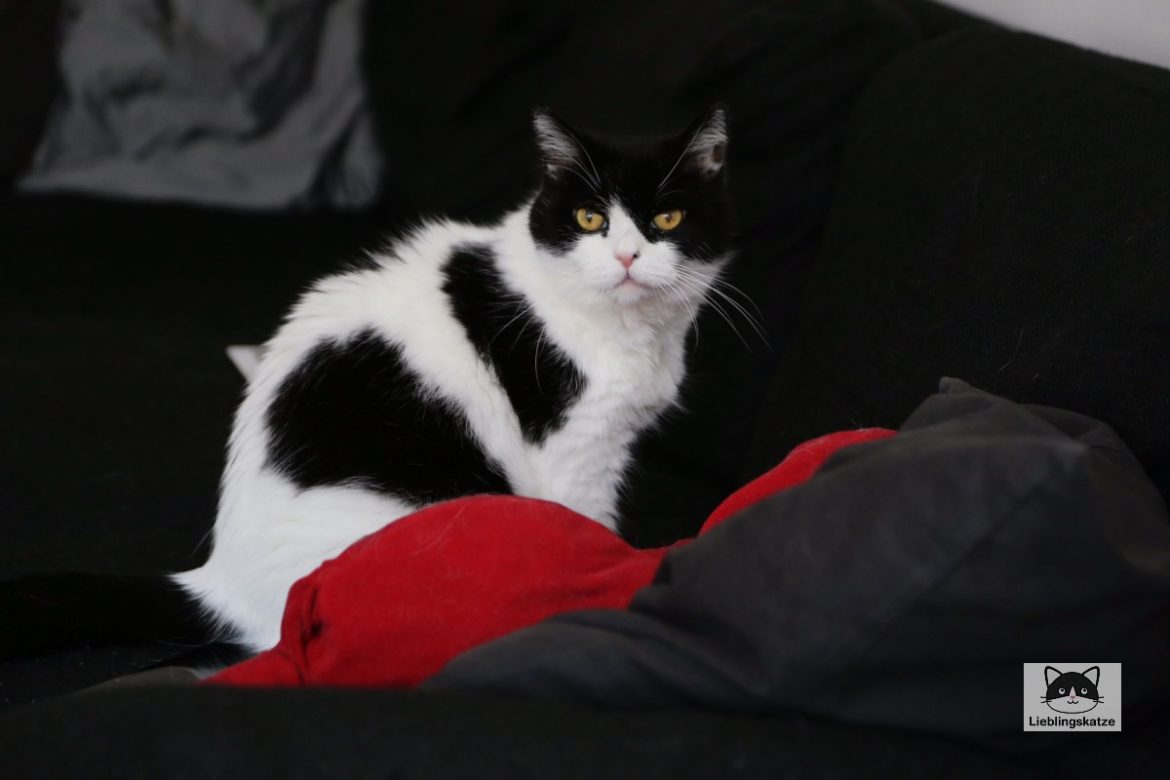 Katze sitzt auf Sofa