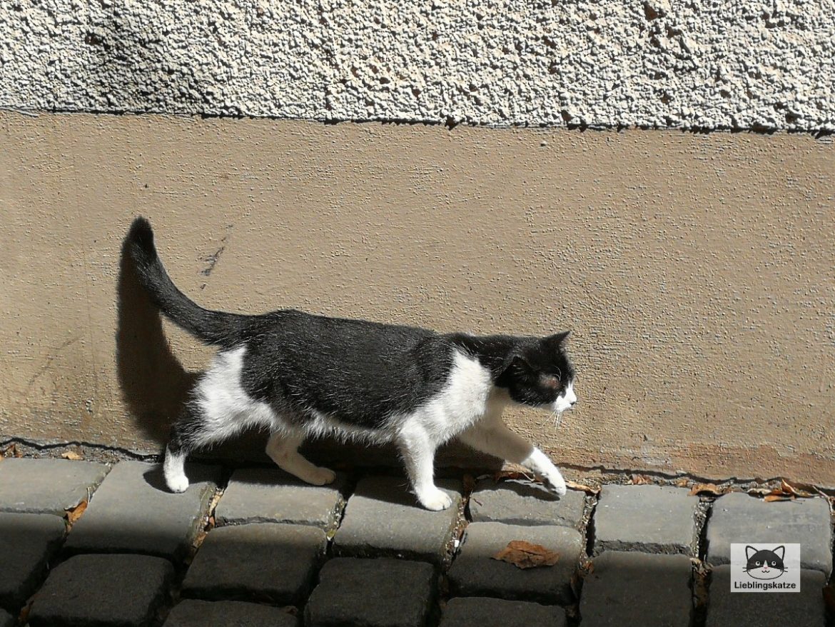 Katze zieht zum Nachbarn