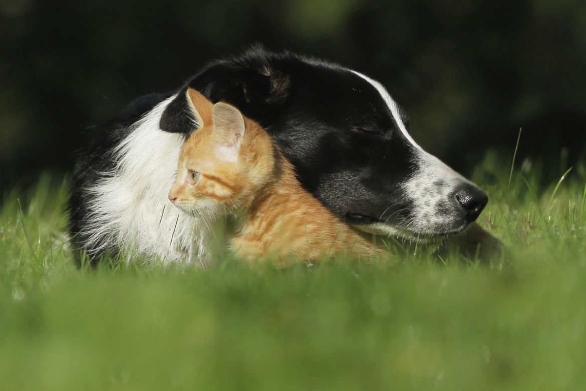 Hund und Katze