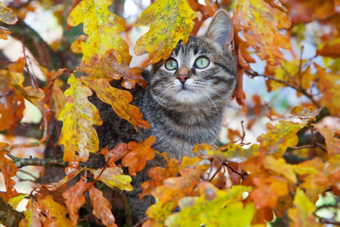 Katzenflöhe: Katze Herbstlaub