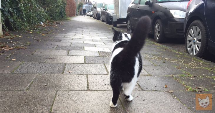 Katze auf Fußweg