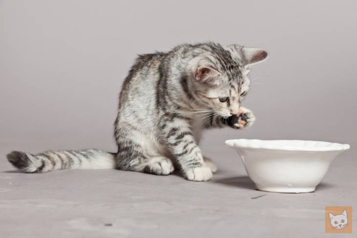 Darf Man Seiner Katze Milch Geben Lieblingskatze