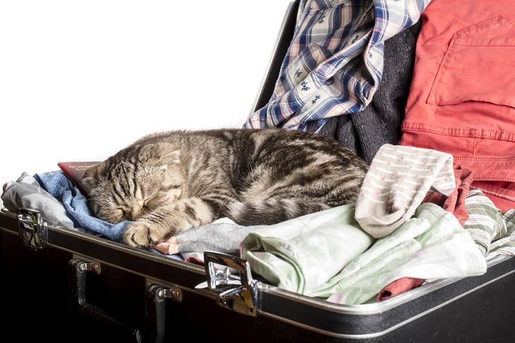 Katze schläft im Koffer