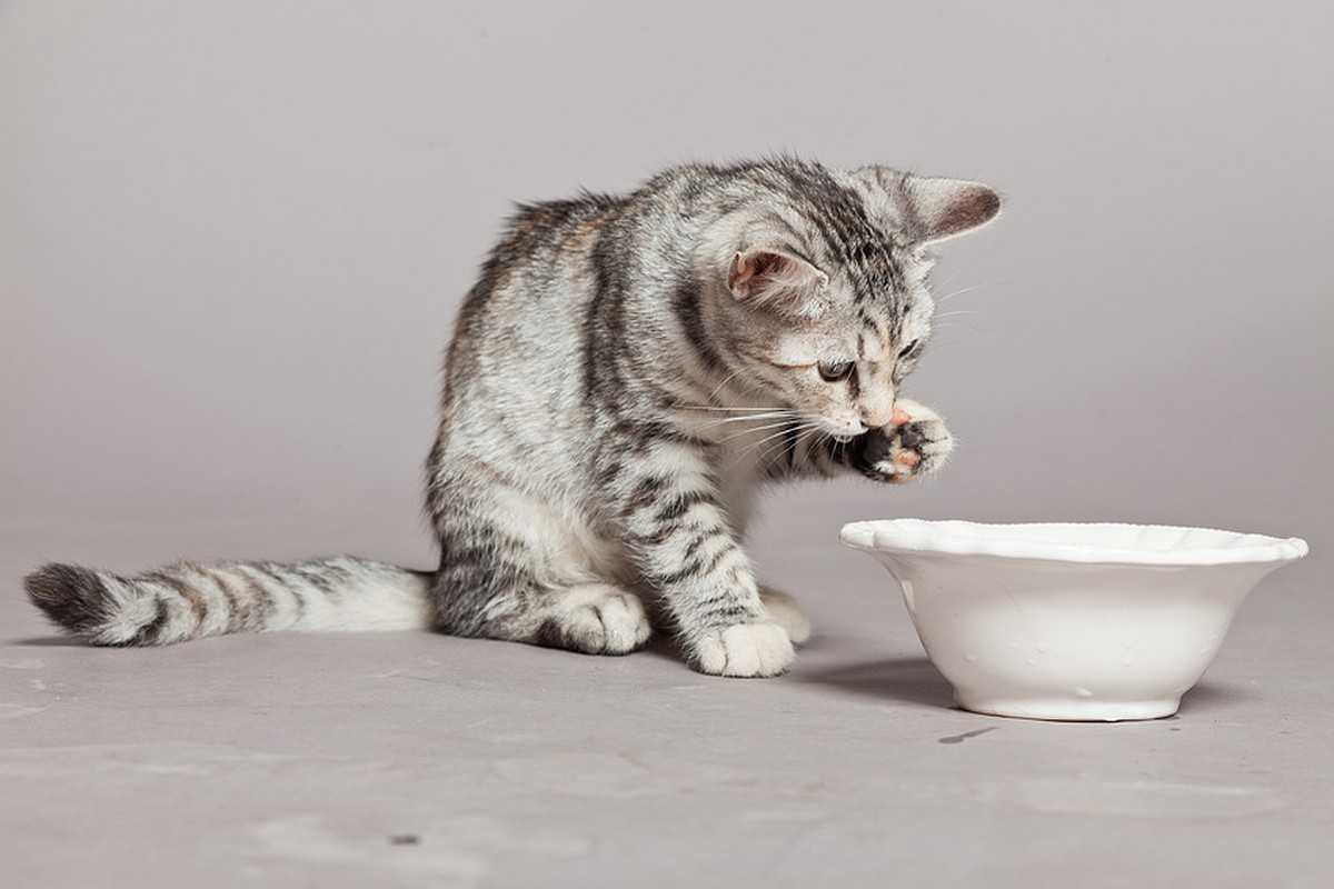Darf man seiner Katze Milch geben? | Lieblingskatze