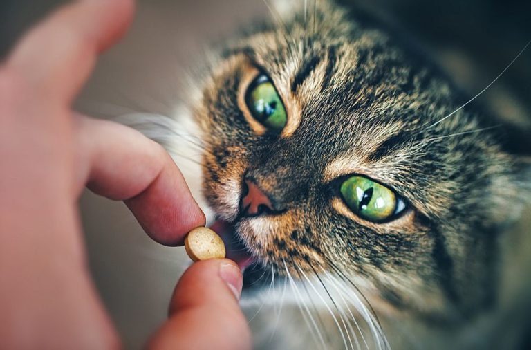 Wie Gibt Man Einer Katze Tabletten Vier Hilfreiche Tricks