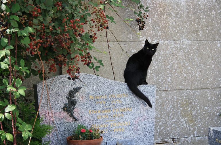 Was Passiert Mit Der Katze Nach Dem Tod Des Besitzers