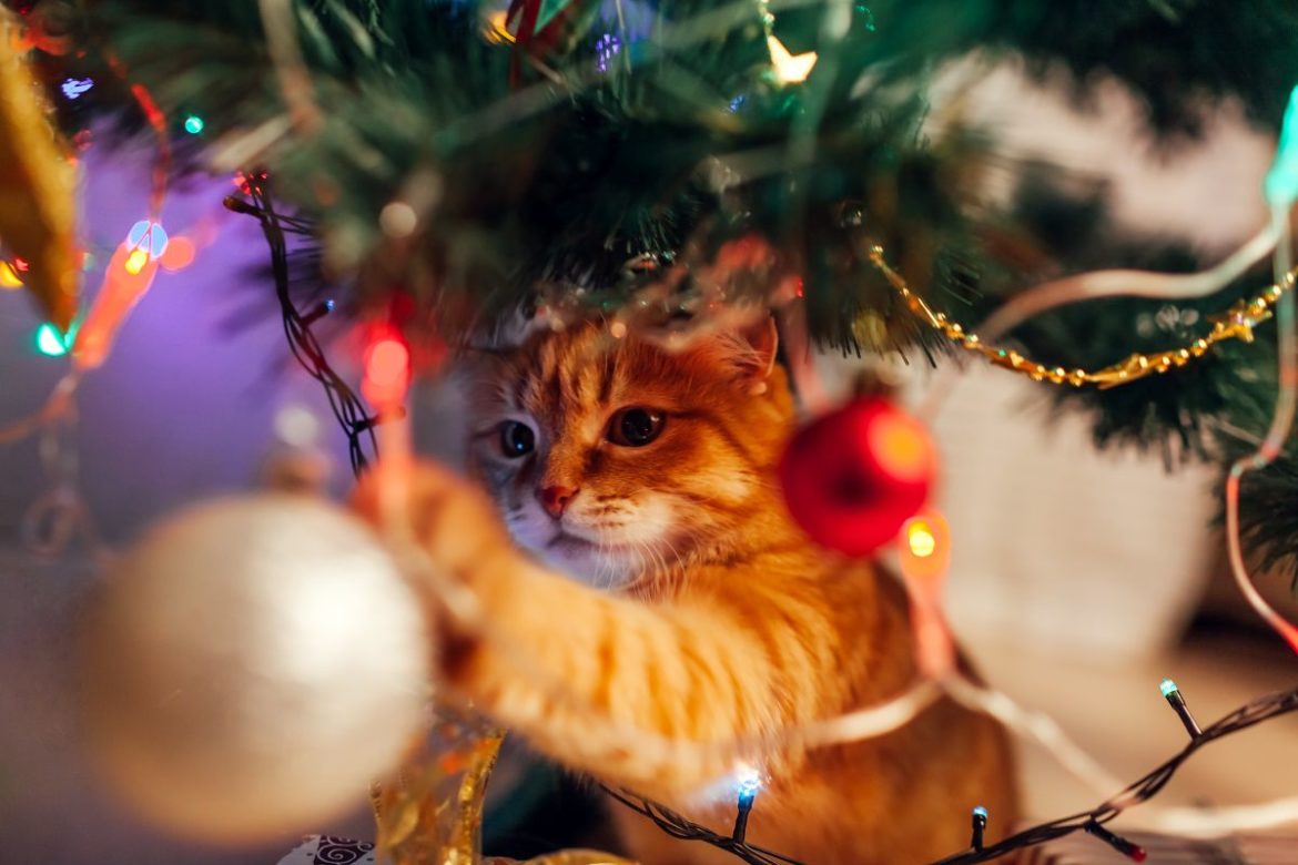 Weihnachten mit Katze