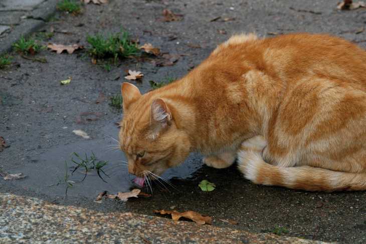 Katze trinkt aus Pfütze