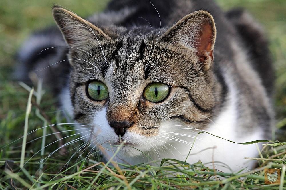 Katzen vom Garten fernhalten - auf die sanfte Art - Lieblingskatze
