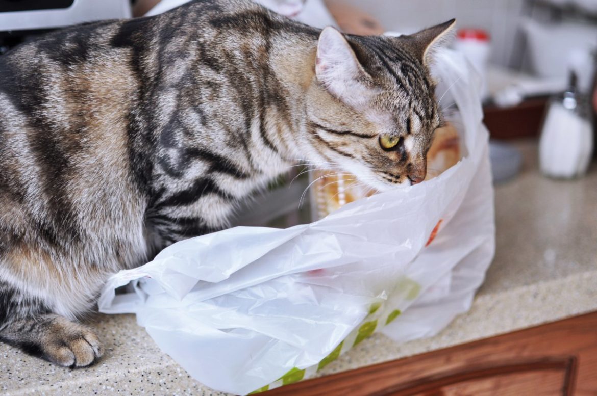 Katze_mit_Plastiktüte Pica-Sydrom: Katze mit Plastiktüte