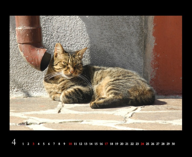 Katzenkalender: Kalenderblatt