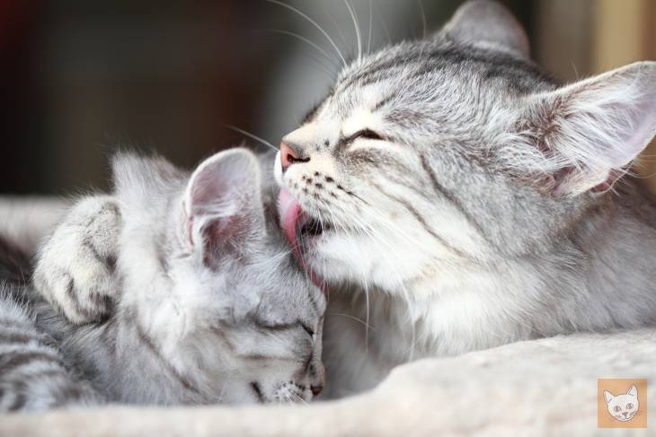 Maikätzchen: Katzenmutter putzt Kind