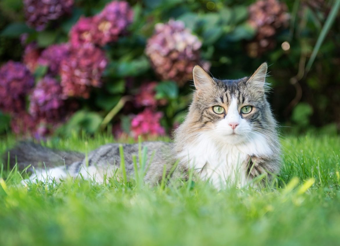 Katzennamen: Katze liegt in Wiese