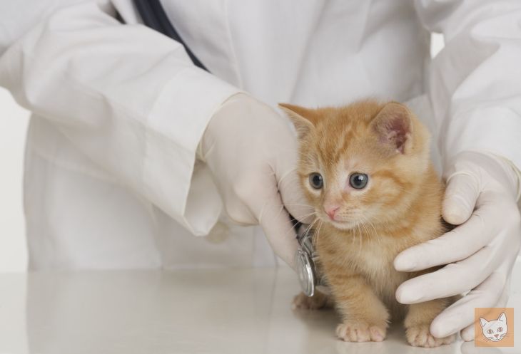 Kätzchen beim Tierarzt