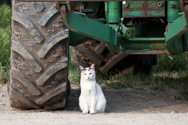 Katze vor Traktor