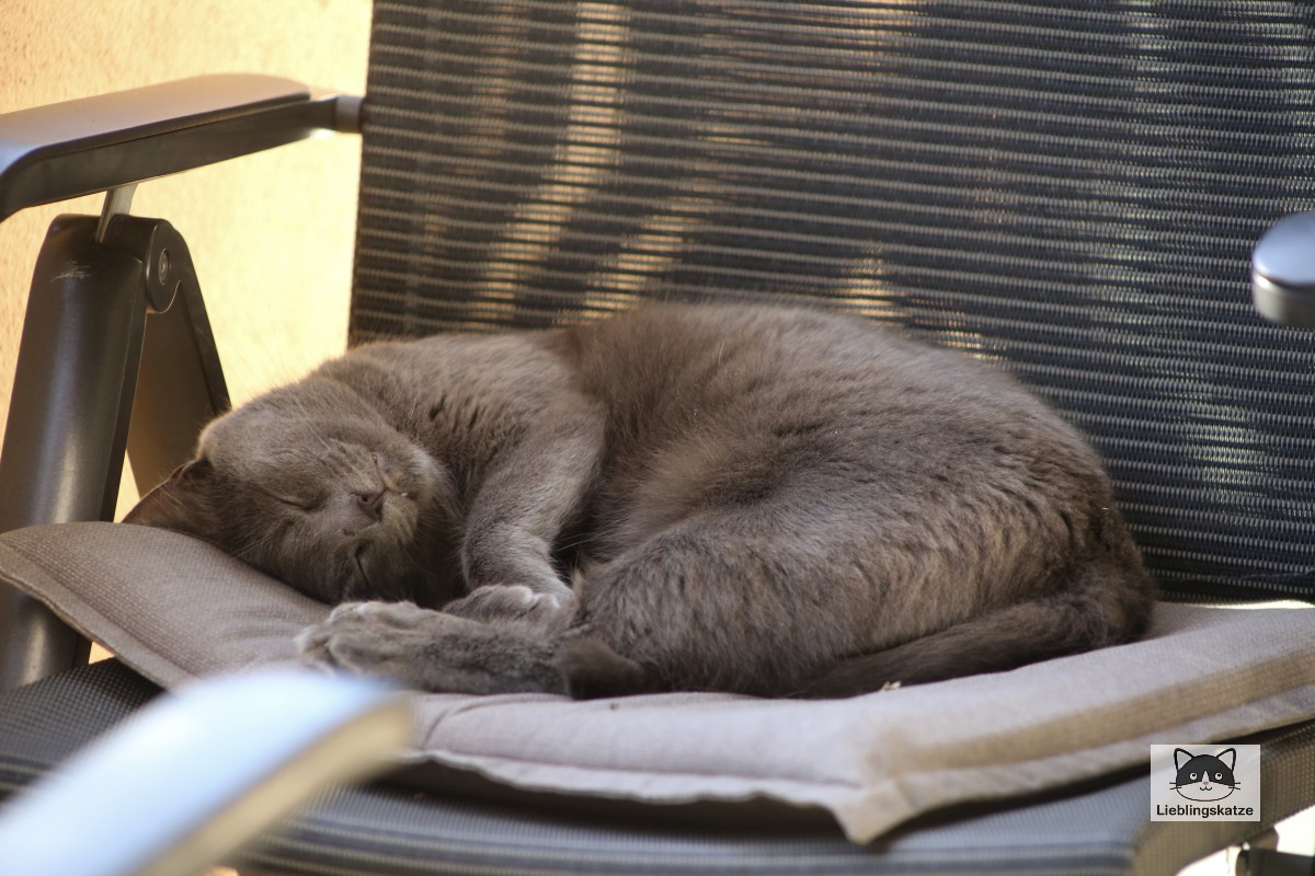 Lucy: Graue Katze auf Balkonstuhl