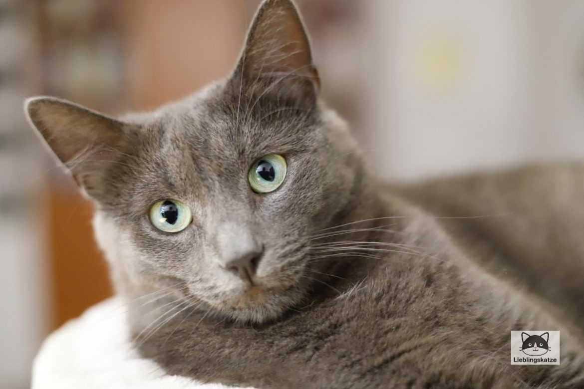 Lucy - graue Katze