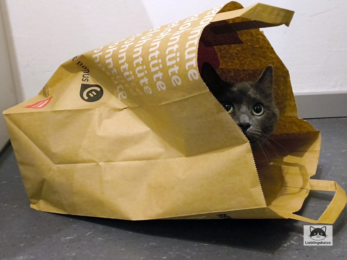 Weltkatzentag: Katze Lucy in Einkaufstüte