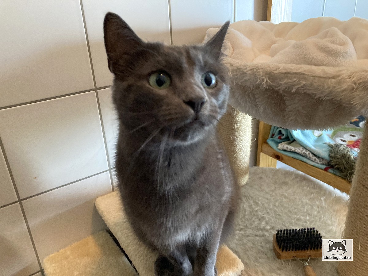 Lucy: Graue Katze im Tierheim