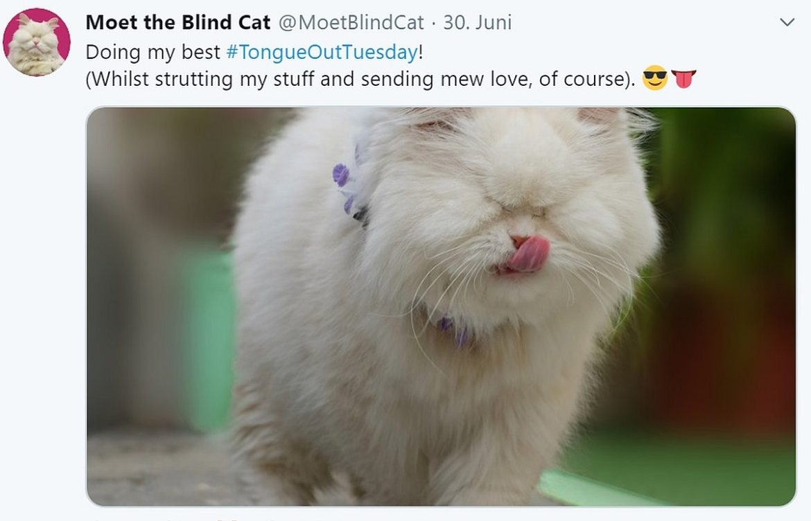 Moet the Blind Cat